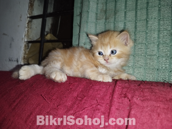 Mix breed ginger female kitten